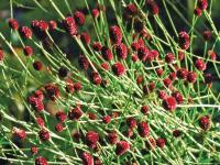 Sanguisorba off. 'Tanna'