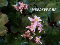 Saxifraga fort. 'Sibyll Trelawney'