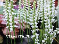 Spiranthes cernua 'Chadd's Ford'