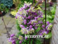 Thalictrum 'Anne'