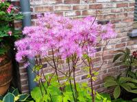 Thalictrum 'Black Stockings'