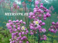 Thalictrum 'Elin'