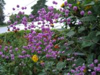 Thalictrum del. 'Hewitt's Double'