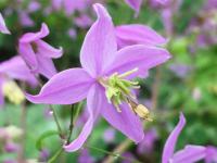 Thalictrum del. 'Hinckley'