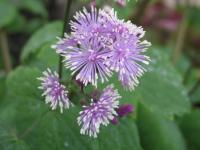 Thalictrum 'Perfume Star'