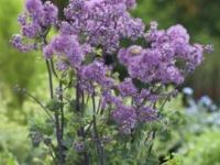 Thalictrum 'Purplelicious'