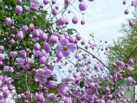 Thalictrum del. 'Splendide'