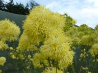 Thalictrum 'Tukker Princess'