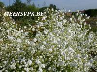 Thalictrum del. 'White Splendide'