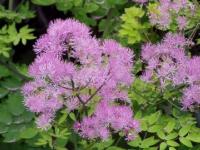 Thalictrum aquil. 'Thundercloud'