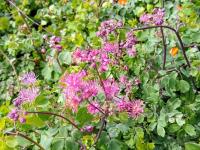 Thalictrum 'Little Pinkie'