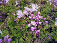 Thalictrum aq. 'Nimbus White'