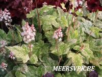 Tiarella 'Heronswood Mist'