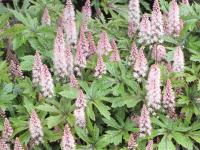 Tiarella 'Pink Sky Rocket'