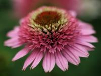 Echinacea purp. 'Butterfly Kisses'