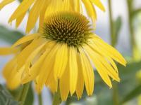 Echinacea 'Harvest Moon'