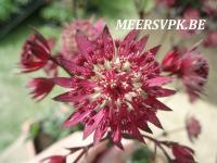 Astrantia 'Ruby Star'