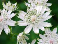 Astrantia major 'Alba'