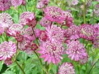 Astrantia major 'Rubra'