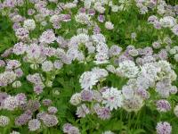 Astrantia major